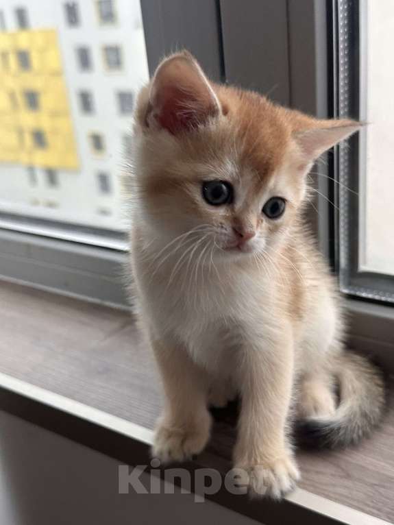 Кошки в других городах Московской области: Котенок золотая британская шиншилла Мальчик, 40 000 руб. - фото 1