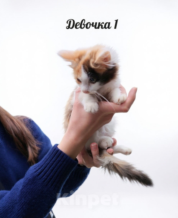 Кошки в Протвино: Котята ищут дом Разнополые, Бесплатно - фото 1