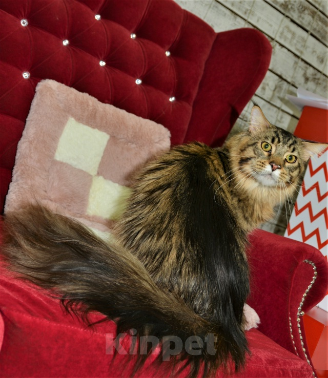 Кошки в Тутаеве: Котятки мэйн кунов Разнополые, 15 000 руб. - фото 1