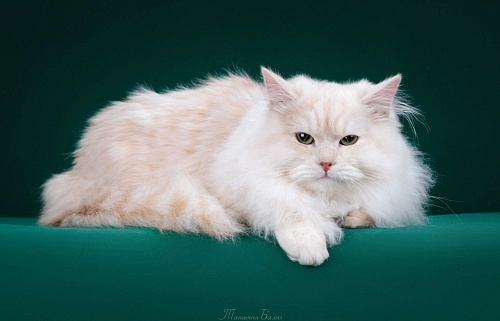 Красный серебристый котик