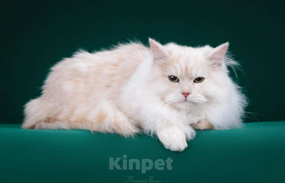 Кошки в Москве: Красный серебристый котик Мальчик, 60 000 руб. - фото 1