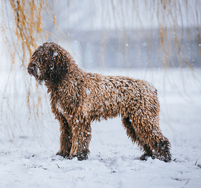 Испанская водяная собака