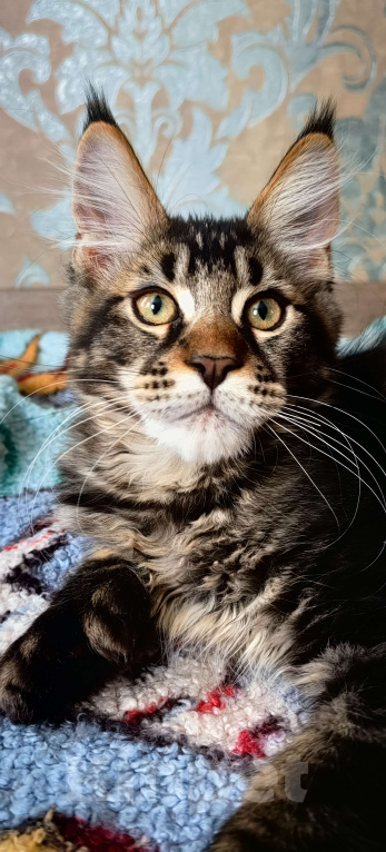 Кошки в Нижнем Новгороде: Полидакт мейн кун Мальчик, 30 000 руб. - фото 4