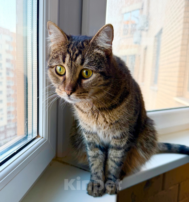 Кошки в Москве: Приютский грустный котик Кекс ищет дом. В добрые руки Мальчик, Бесплатно - фото 6