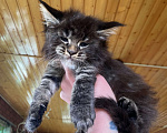 Кошки в других городах Московской области: Мейн-кун мальчик  Мальчик, 60 000 руб. - фото 3