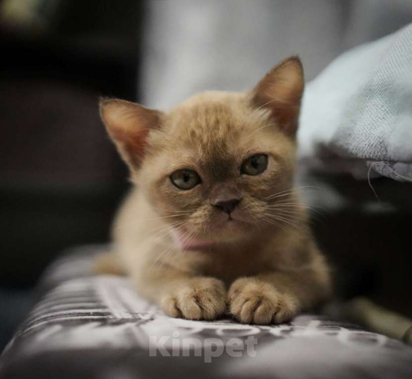 Кошки в Подольске: Котята Бурмы Разнополые, 70 000 руб. - фото 3