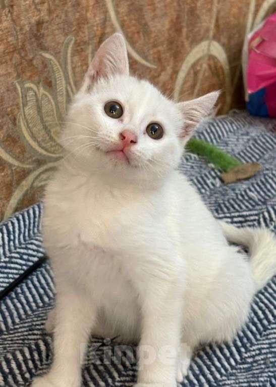 Кошки в Москве: Разноглазый котенок в дар Мальчик, Бесплатно - фото 5