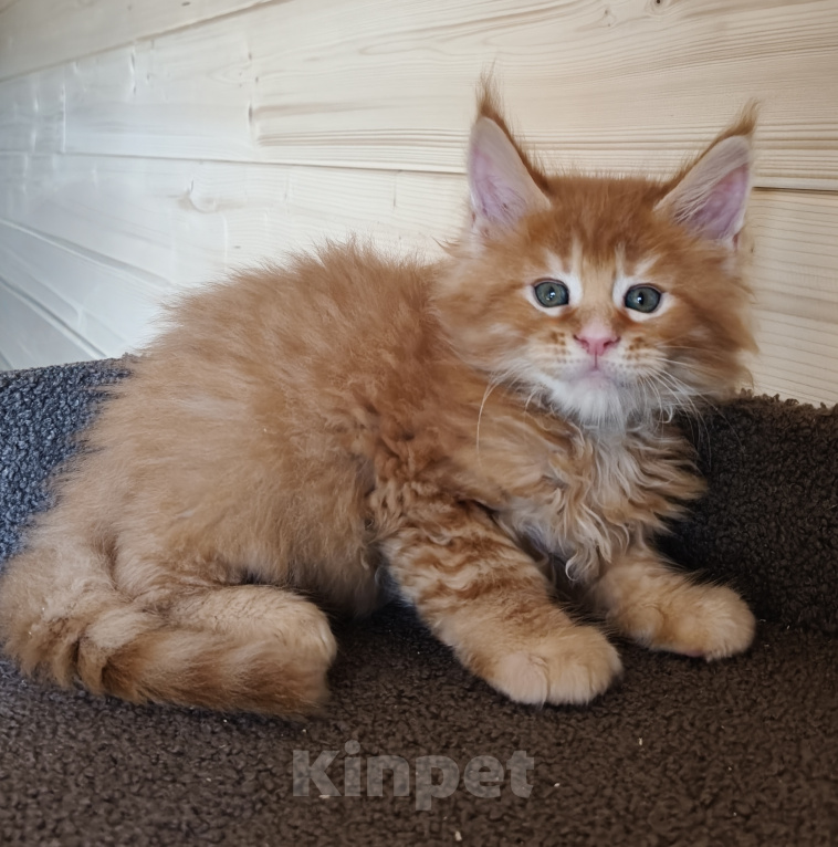 Кошки в Санкт-Петербурге: Котенок в любимцы Мальчик, 55 000 руб. - фото 1