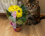 Кошки в Домодедово: Милая киса Девочка, 50 руб. - фото 7