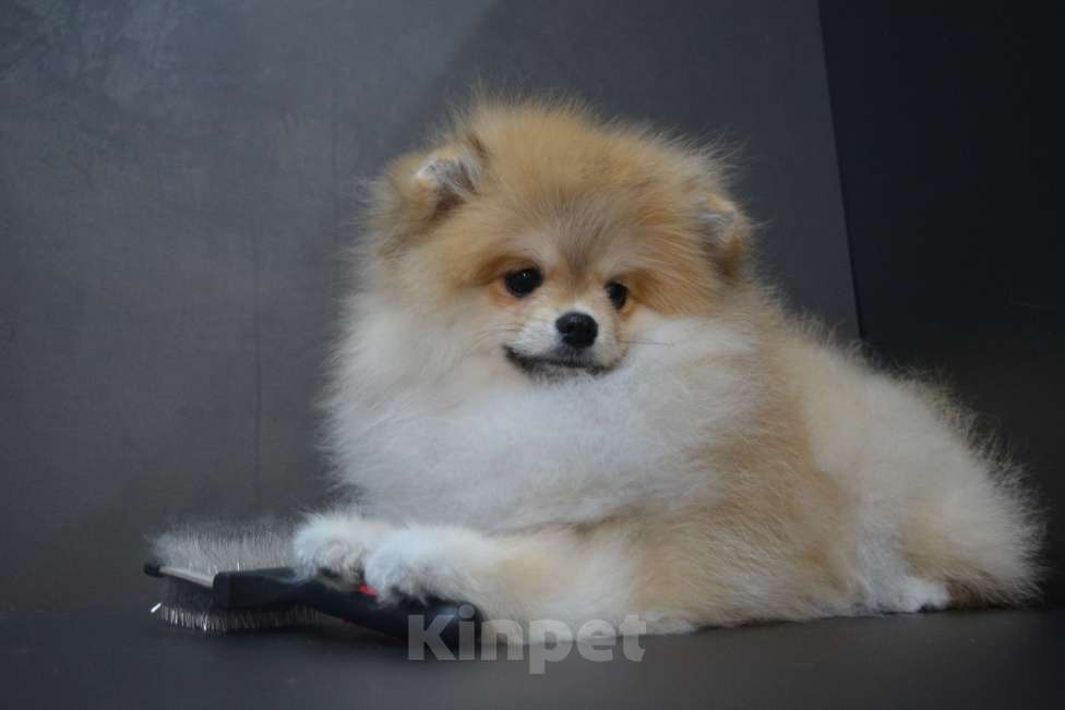 Собаки в Екатеринбурге: щенки шпица Девочка, 35 000 руб. - фото 2