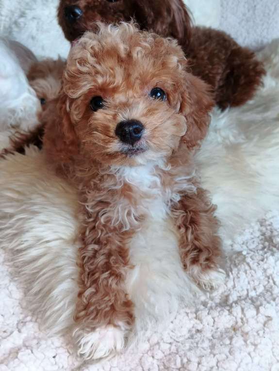 Собаки в Москве: Мальтипу мальчик Спрингл Мальчик, 100 000 руб. - фото 2