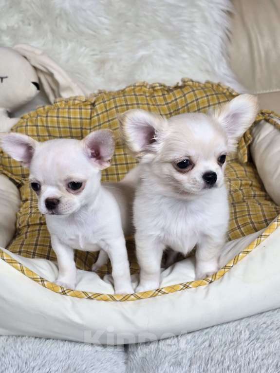 Собаки в Челябинске: Мальчик чихуахуа Мальчик, Бесплатно - фото 6