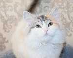 Кошки в Куровском: Котята даром в добрые руки Разнополые, Бесплатно - фото 7