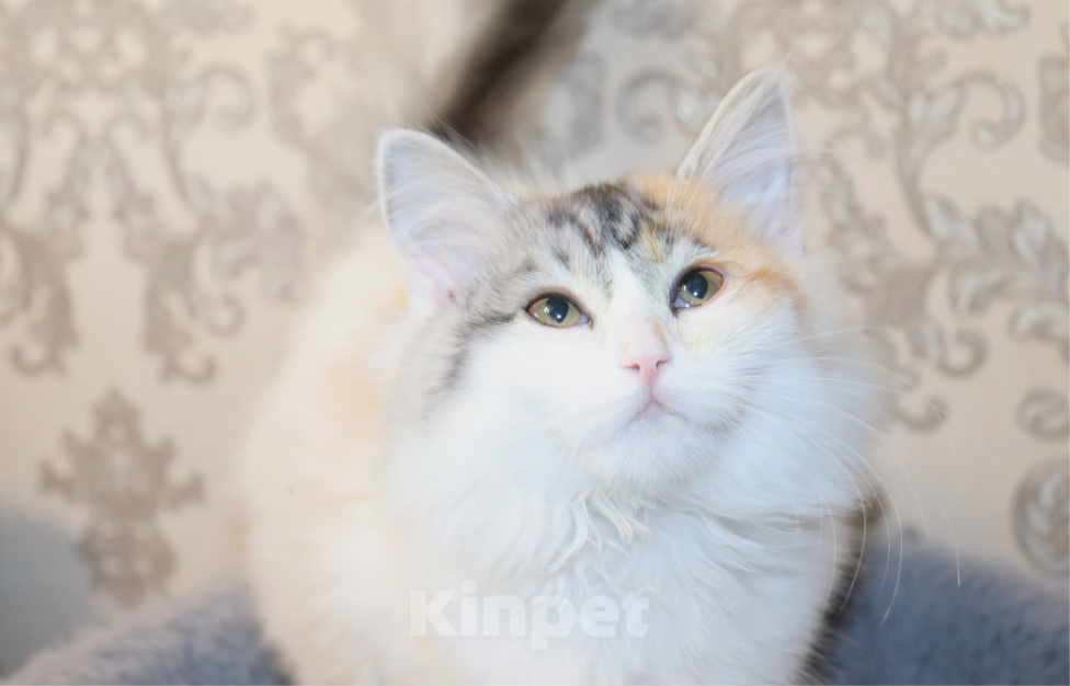 Кошки в Куровском: Котята даром в добрые руки Разнополые, Бесплатно - фото 7