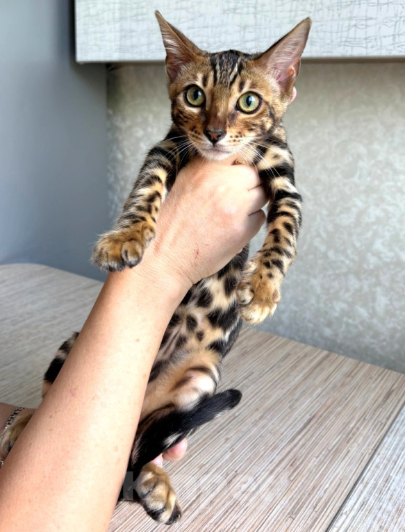 Кошки в Москве: Клубные бенгальские котята - девочка Девочка, 50 000 руб. - фото 3