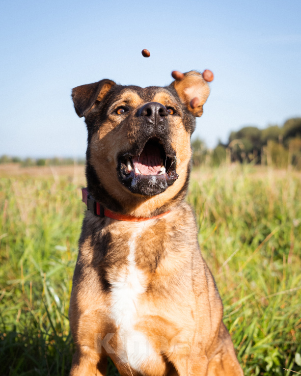 Собаки в Москве: Бывшедомашний пёс в приюте в поисках новой семьи Мальчик, Бесплатно - фото 8