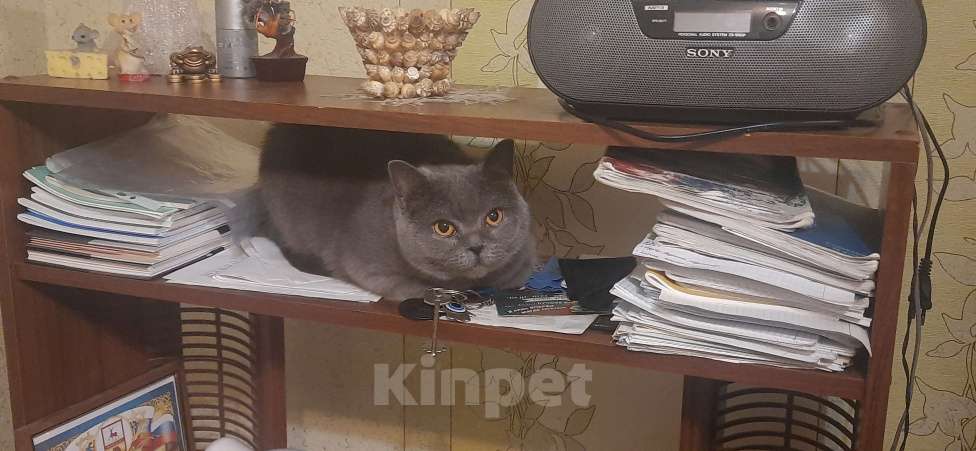 Кошки в Нижнем Новгороде: Пропала кошка в Нижнем Новгороде Девочка, Бесплатно - фото 1