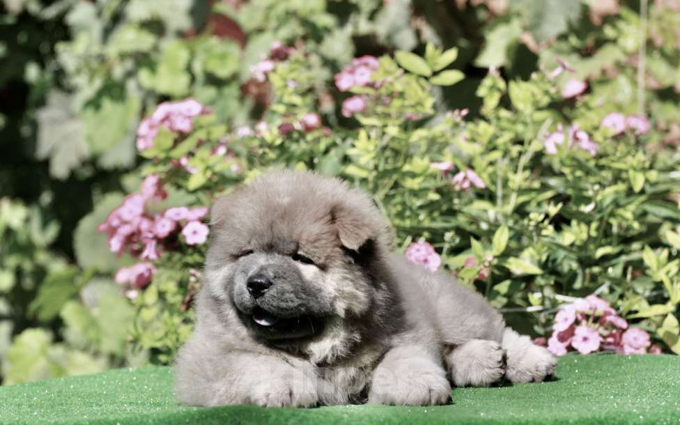 Собаки в Оренбурге: Щенок чау- Франт Корица Люкс,   Мальчик, 80 000 руб. - фото 4