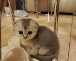 Кошки в Москве: Шотландский вислоухий короткошёрстный котёнок Девочка, 10 000 руб. - фото 2