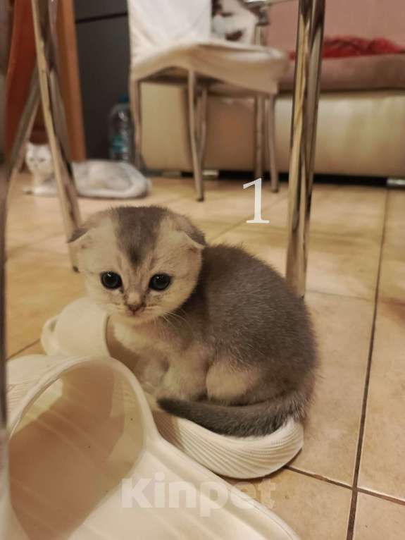 Кошки в Москве: Шотландский вислоухий короткошёрстный котёнок Девочка, 10 000 руб. - фото 2