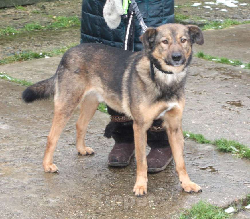 Собаки в Москве: Собака -улыбака, верный друг Тимка ждет свою семью Мальчик, Бесплатно - фото 1
