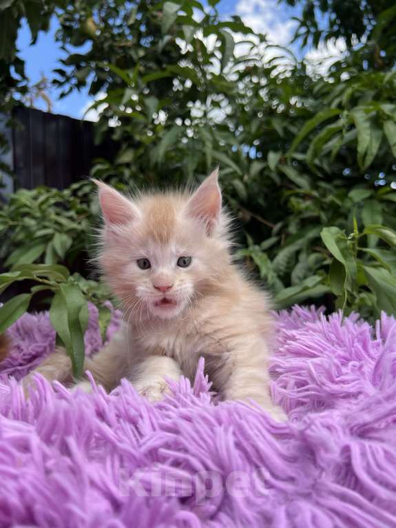 Кошки в Краснодаре: Мейн-кун Мальчик, 60 000 руб. - фото 4