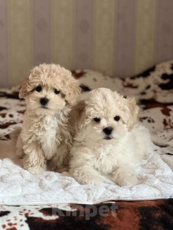 Собаки в Ростове-на-Дону: Щенок мальтипу f1 Мальчик, 40 000 руб. - фото 1