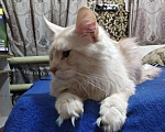 Кошки в Первомайске: Мейн Кун на вязку, 5 руб. - фото 2