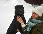 Собаки в Москве: Щенок метис лабрадора Бим в дар Мальчик, Бесплатно - фото 2