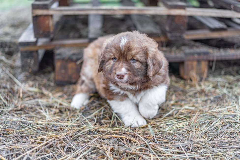 Собаки в Рязани: Щенок болгарской овчарки, собака для охраны Мальчик, 70 000 руб. - фото 9