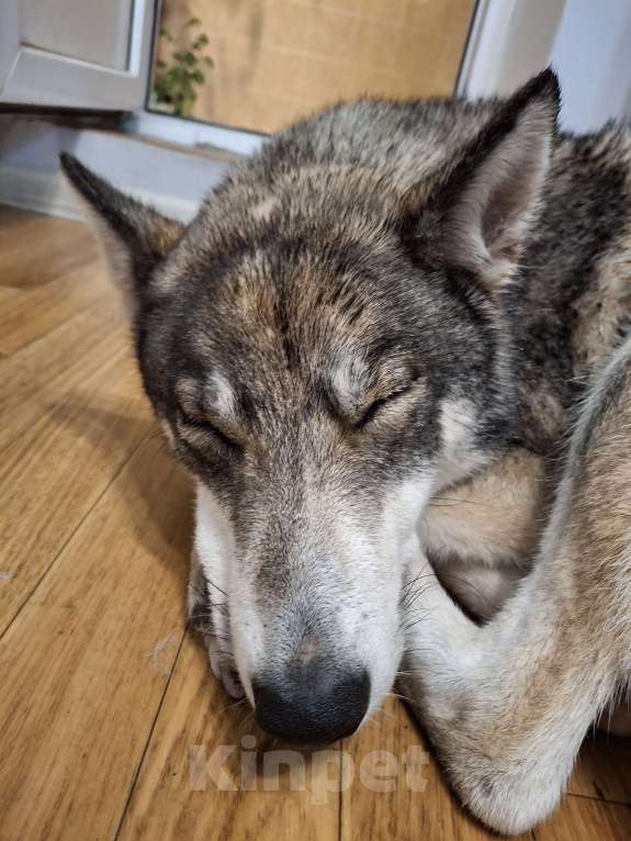 Собаки в Мытищах: Нежная лайка ищет любящих хозяев Девочка, Бесплатно - фото 3