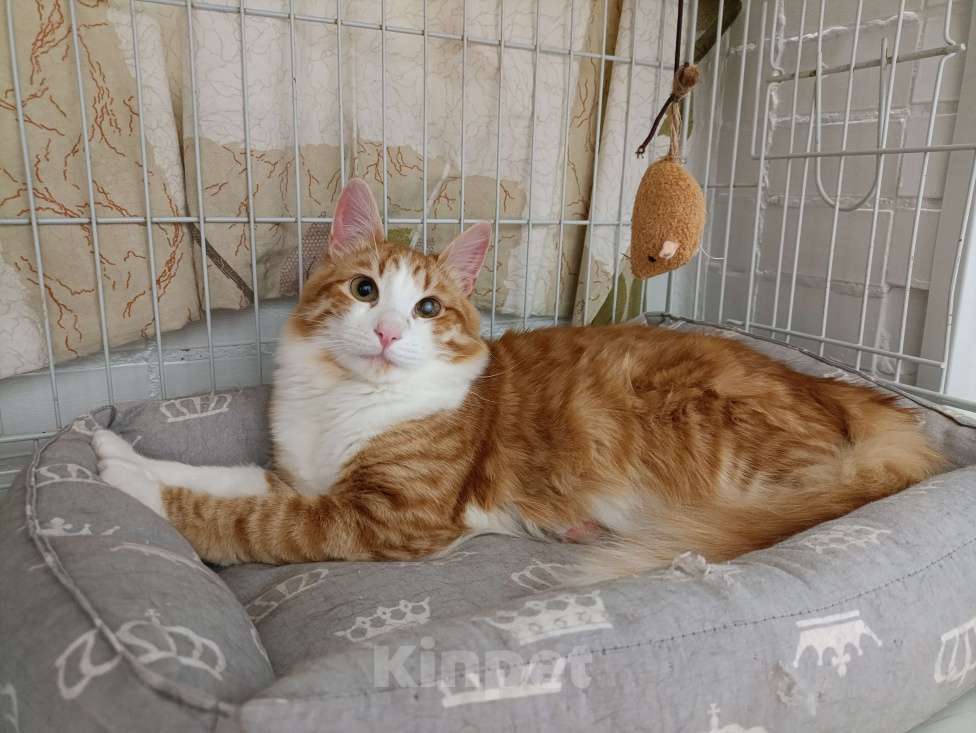 Кошки в Москве: Симба Мальчик, Бесплатно - фото 6