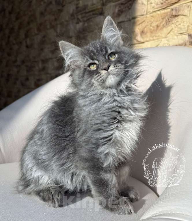 Кошки в Москве: Котенок мейн кун из питомника.  Мальчик, 80 000 руб. - фото 5