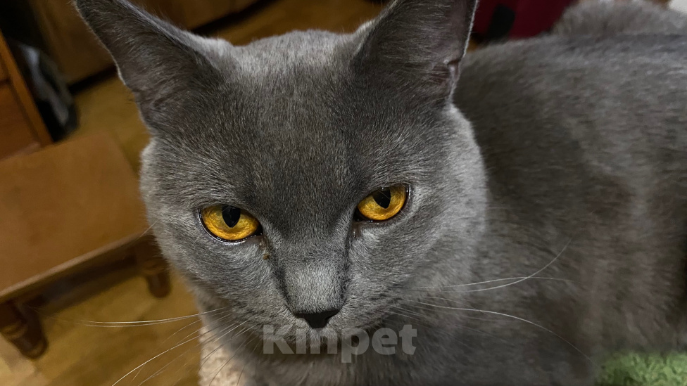 Кошки в Москве: Найден кот Мальчик, Бесплатно - фото 1