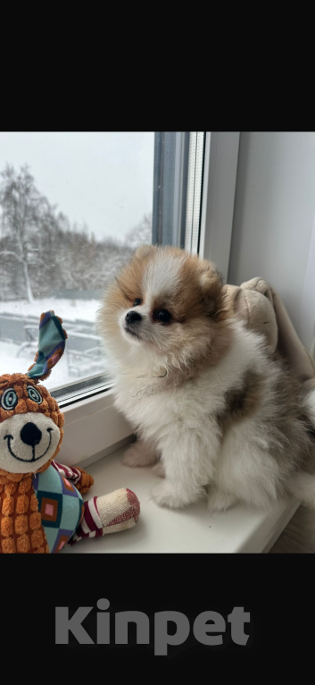 Собаки в других городах Московской области: Мрак Мальчик, 40 000 руб. - фото 1