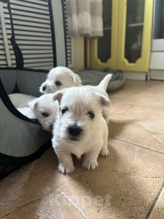 Собаки в Вологде: Мальчик  Мальчик, 40 000 руб. - фото 2