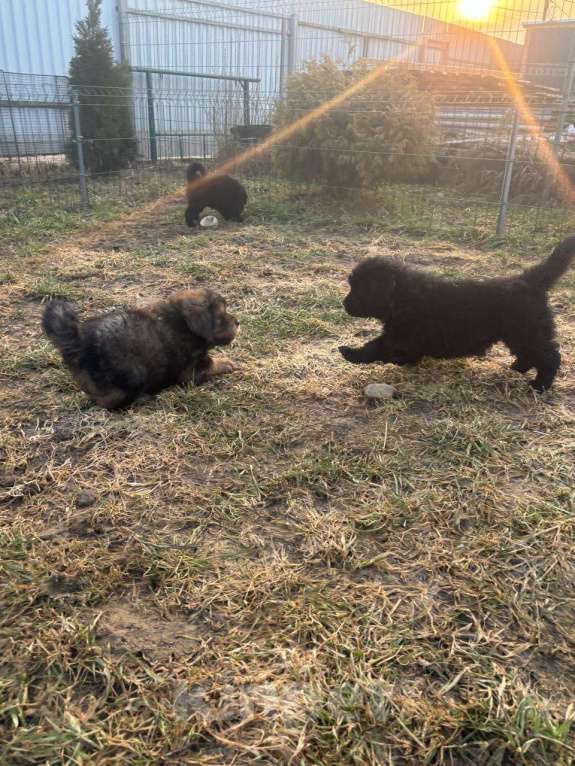Собаки в других городах Тверской области: Щенки тибетского мастифа Девочка, Бесплатно - фото 3