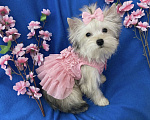 Собаки в Москве: Мини йорк золотая девочка нежная Девочка, 60 000 руб. - фото 5