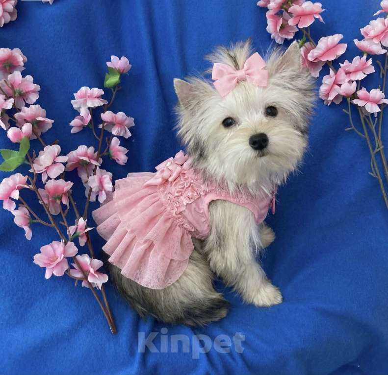 Собаки в Москве: Мини йорк золотая девочка нежная Девочка, 60 000 руб. - фото 5