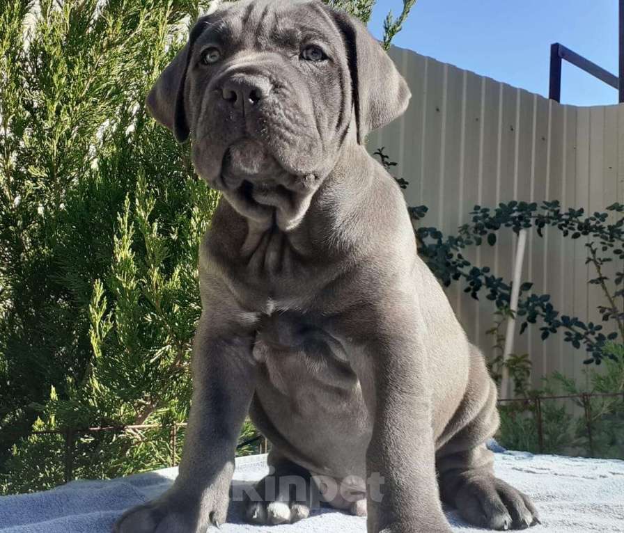 Собаки в Ростове-на-Дону: Щенки Кане Корсо (дети чемпионов) Мальчик, 60 000 руб. - фото 3