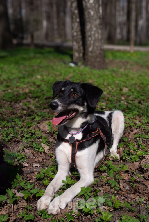 Собаки в Москве: Маняша ищет доброго хозяина Девочка, Бесплатно - фото 3
