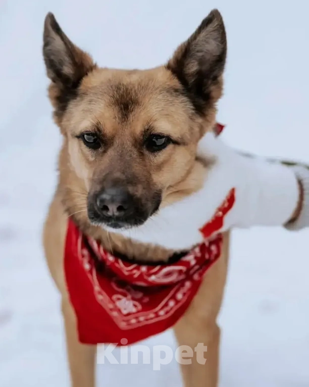 Собаки в Москве: Нежная Варенька в дар Девочка, Бесплатно - фото 5