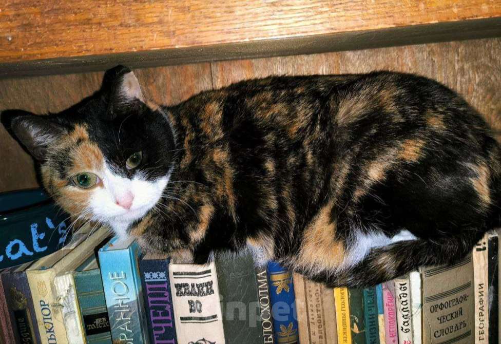 Кошки в Москве: Трёхцветная харизматичная Палитра Девочка, Бесплатно - фото 9