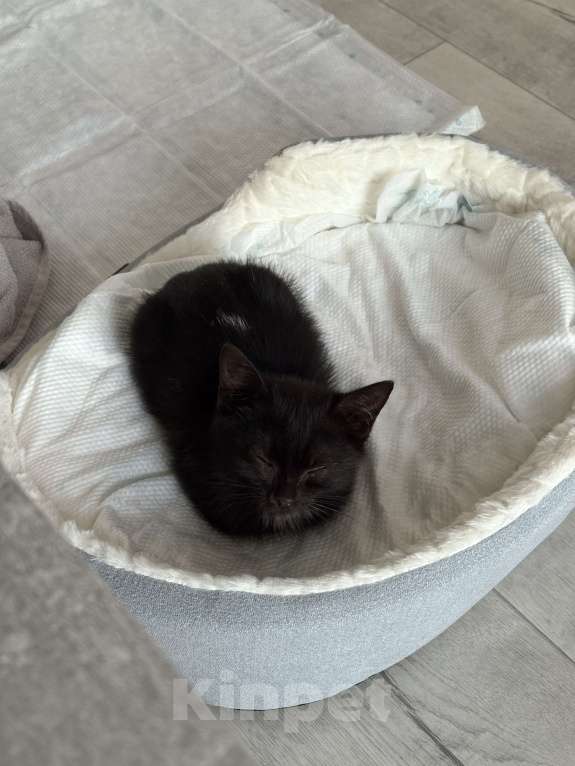 Кошки в Москве: Котенок в добрые руки Мальчик, Бесплатно - фото 4