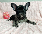 Собаки в других городах Московской области: Французский бульдог Мерле Мальчик, 50 000 руб. - фото 4