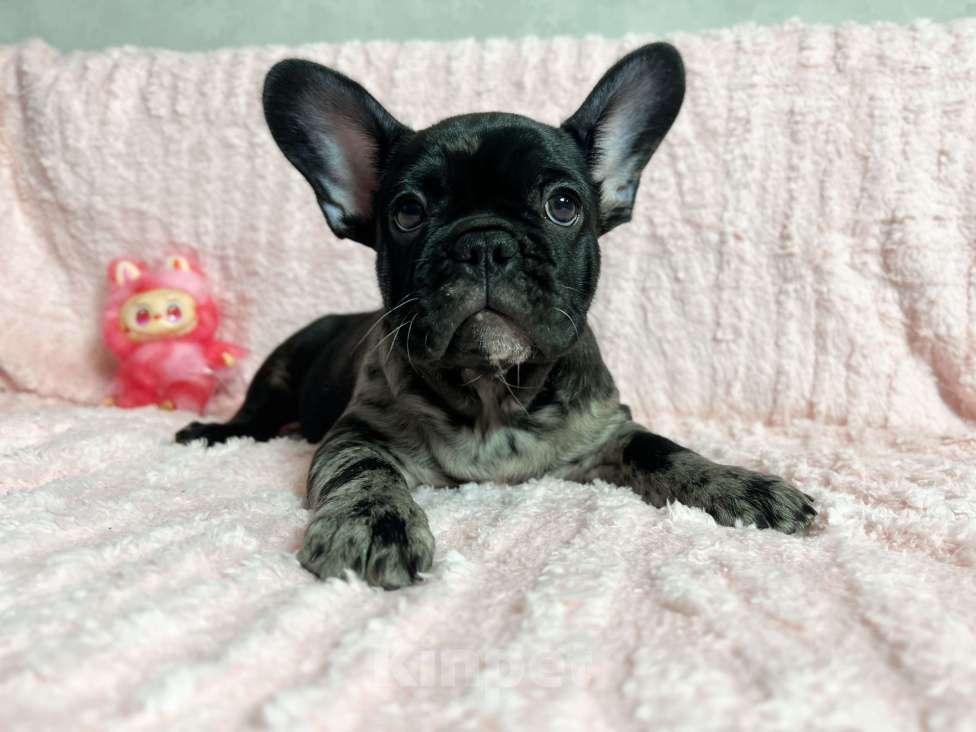 Собаки в других городах Московской области: Французский бульдог Мерле Мальчик, 50 000 руб. - фото 4