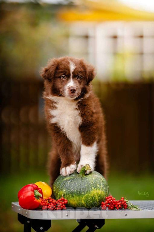 Собаки в Москве: Мальчик красный   Биколор  Мальчик, Бесплатно - фото 4