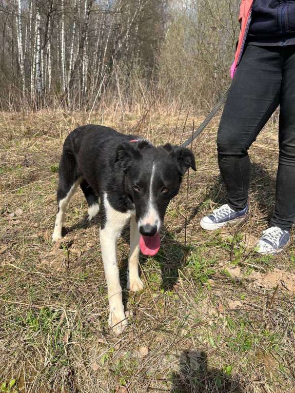 Собаки в Москве: Ну что сделать, чтобы ее наконец заметили Девочка, Бесплатно - фото 4