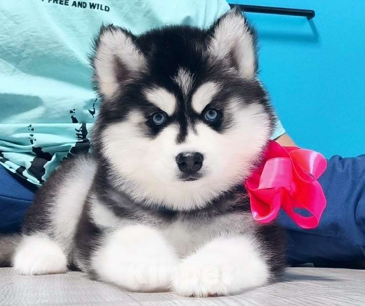 Собаки в Саратове: Хаски Щенки Разных окрасов Разнополые, Бесплатно - фото 1