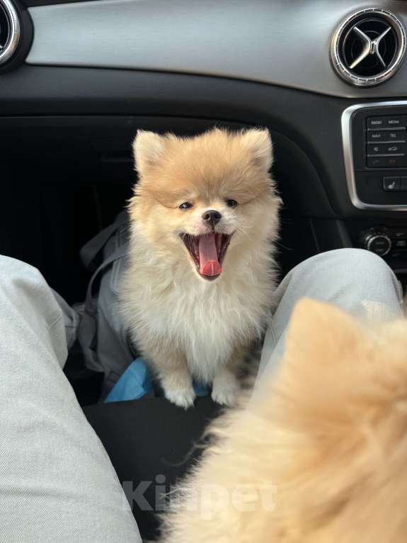 Собаки в Владивостоке: Шпиц немецкий Девочка, 40 000 руб. - фото 4